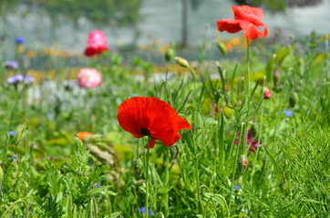 Fototapeta premium Coquelicot