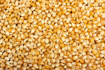 Yellow corn grain