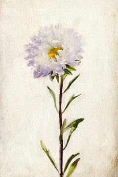 Watercolor Lilac Aster