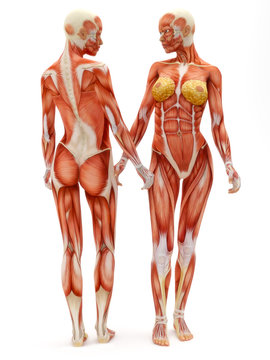Female musculoskeletal system front and back