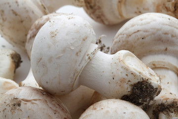 Champignons