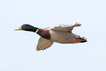 Fototapeta premium Mallard duck flying
