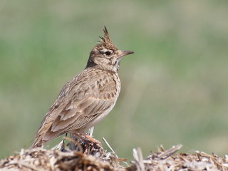 Crested Lark, Galerida cristata