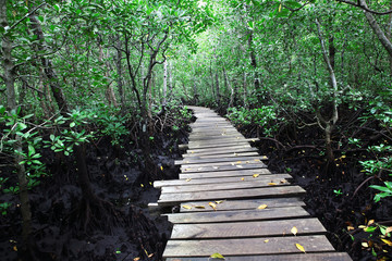 Beautiful green mangrove forest with boardwalk, Zanzibar