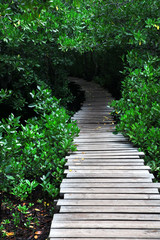 Beautiful green mangrove forest with boardwalk, Zanzibar