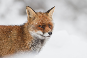 red fox