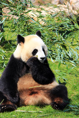 Panda géant