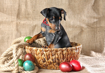 Miniature Pinscher Puppy
