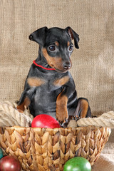 Miniature Pinscher Puppy