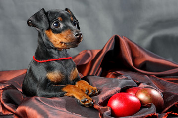 Miniature Pinscher Puppy