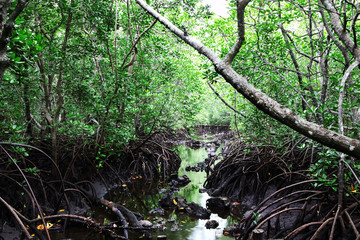 Beautiful green mangrove forest, Zanzibar