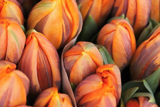 Bunch of flowers - streaked tulips
