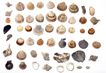 set of different sea shells