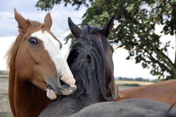 Obraz na płótnie Canvas Two Horses Grooming