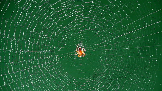 Spider on web in bright sunshine