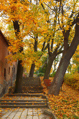 Fototapeta na wymiar yellow autumn maple leaf alley