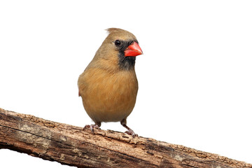 Isolated Cardinal On A Stump