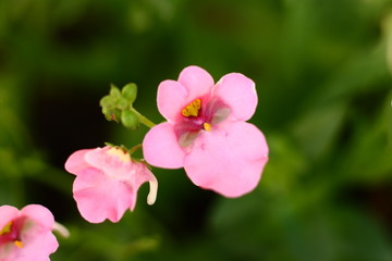 Fototapeta na wymiar Pink Diascia Flower Macro