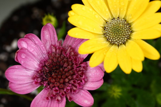 Pink and Gold Colored African Daisies