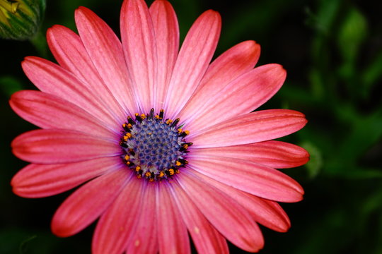 Colorful African Daisy