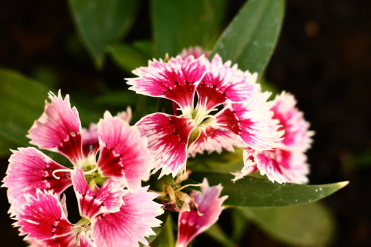 Dianthus Flowers Close-Up