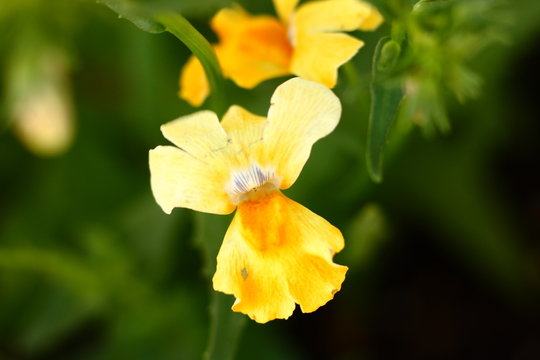 Yellow Nemesia Flower Macro