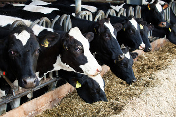 Vaches laitières dans une ferme.