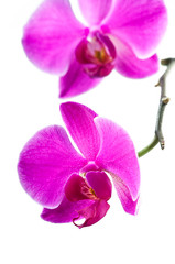 Naklejka na ściany i meble Beautiful Pink Orchid