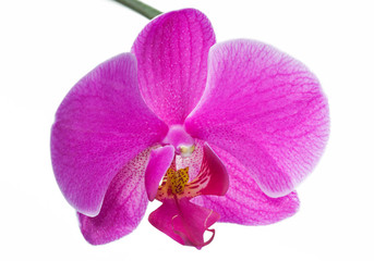 Naklejka na ściany i meble Beautiful Pink Orchid