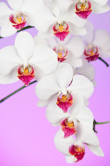 Naklejka na ściany i meble Piękne White Orchid
