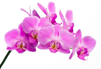 Naklejka na ściany i meble Piękna Różowa Orchidea
