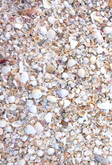 many shells on the beach