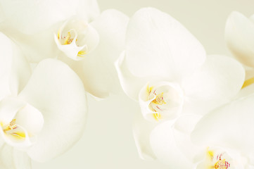 Gros plan d& 39 orchidées