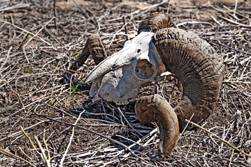 Ram's Skull Weathering on the Prairie
