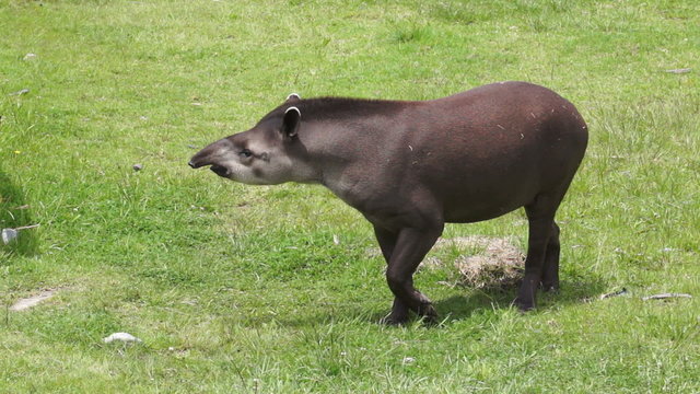 Tapir Browsing Mammal Similar to Pig