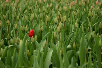 Tulips