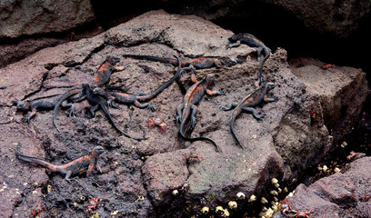 GAlapagos 08