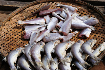 A pile of beautiful big mackerels on a counter
