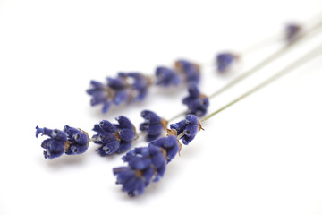 Obraz premium three twigs of dried lavender