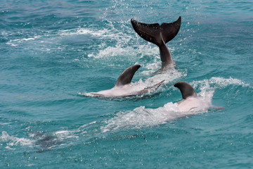 Dolphin