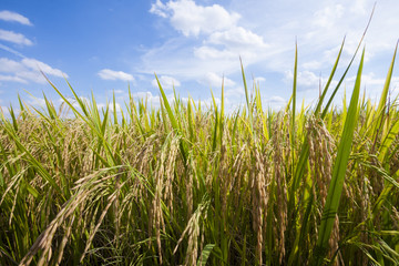Obraz premium rice field