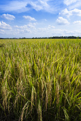 rice field
