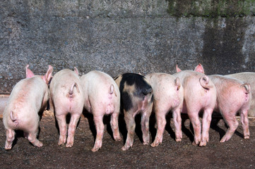 Piglets eating at trough with curly tails