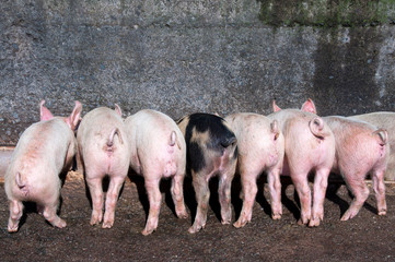 Piglets eating at trough with curly tails © janecat