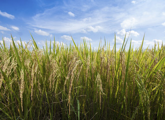 rice field