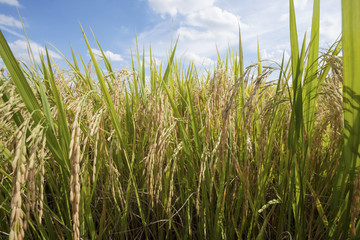 Naklejka premium rice field