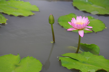 water lily, lotus