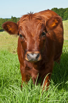 Red coloured purebred dexter cow on a farm