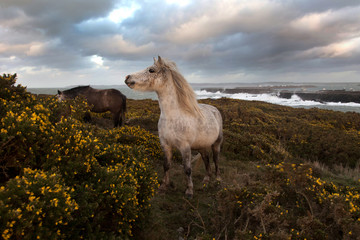 Wild weather