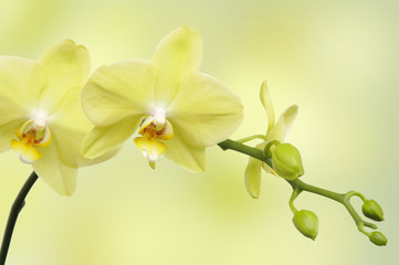 Green orchid on green blur background